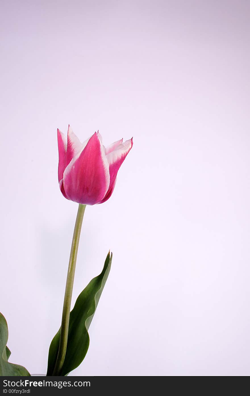 Bicolor Tulip