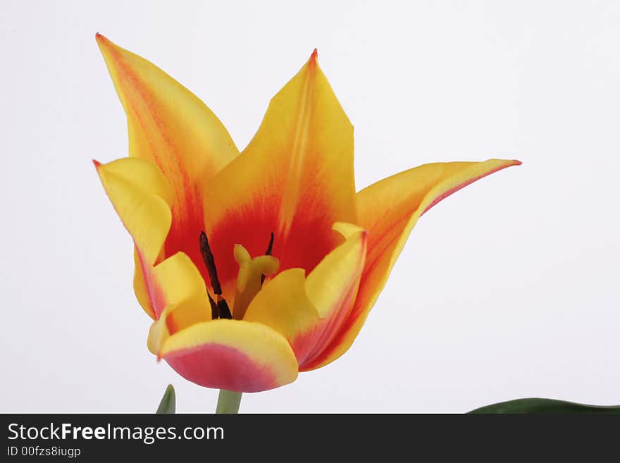 Bicolor tulip on the white background