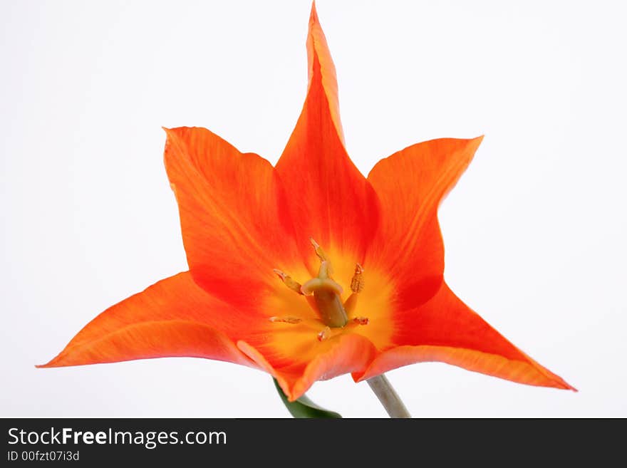 Orange tulip on the white background