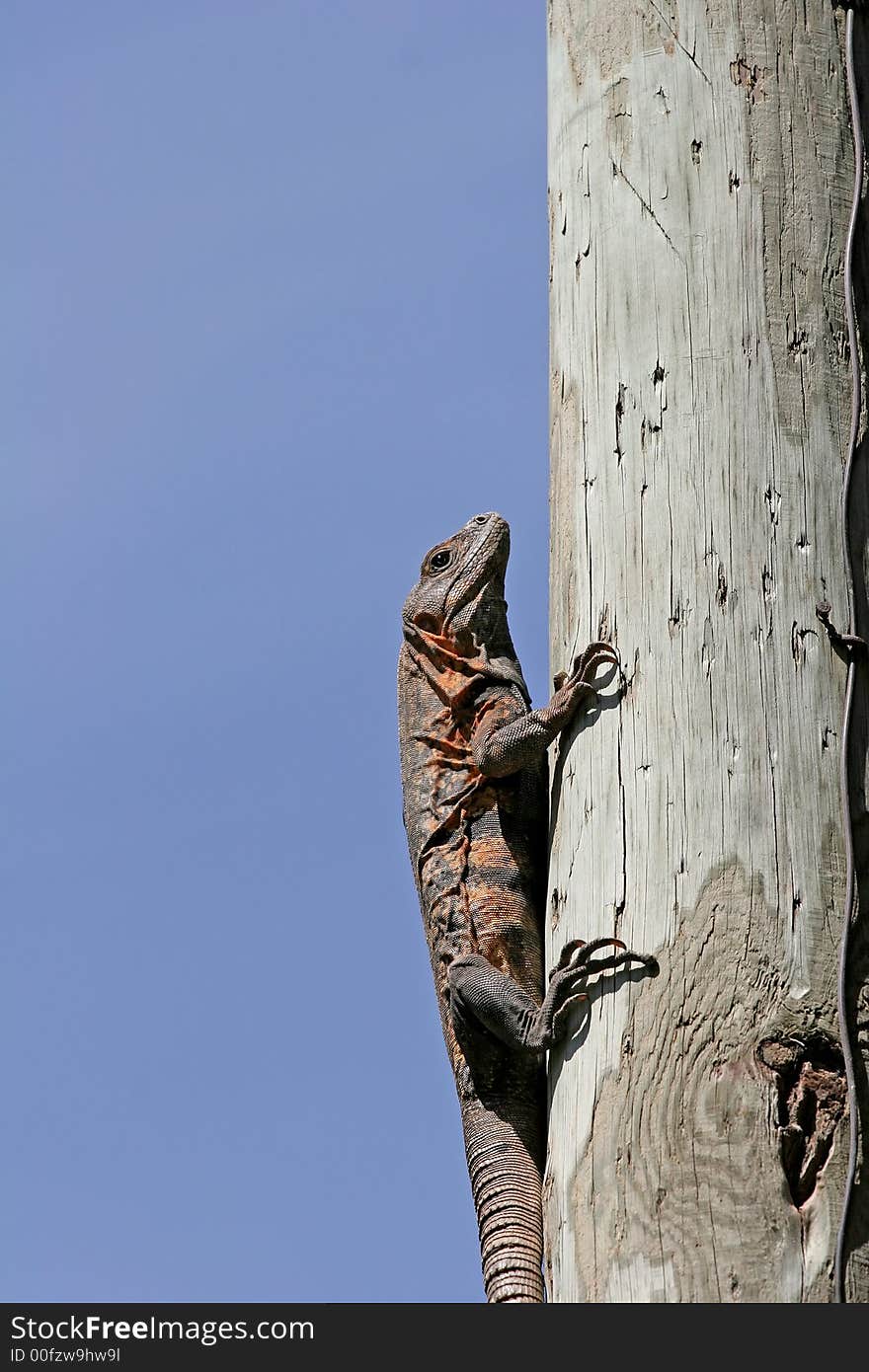 Iguana on a Pole