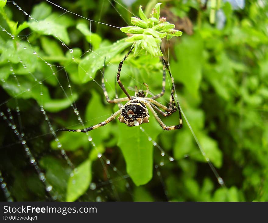 Spider eating lunch