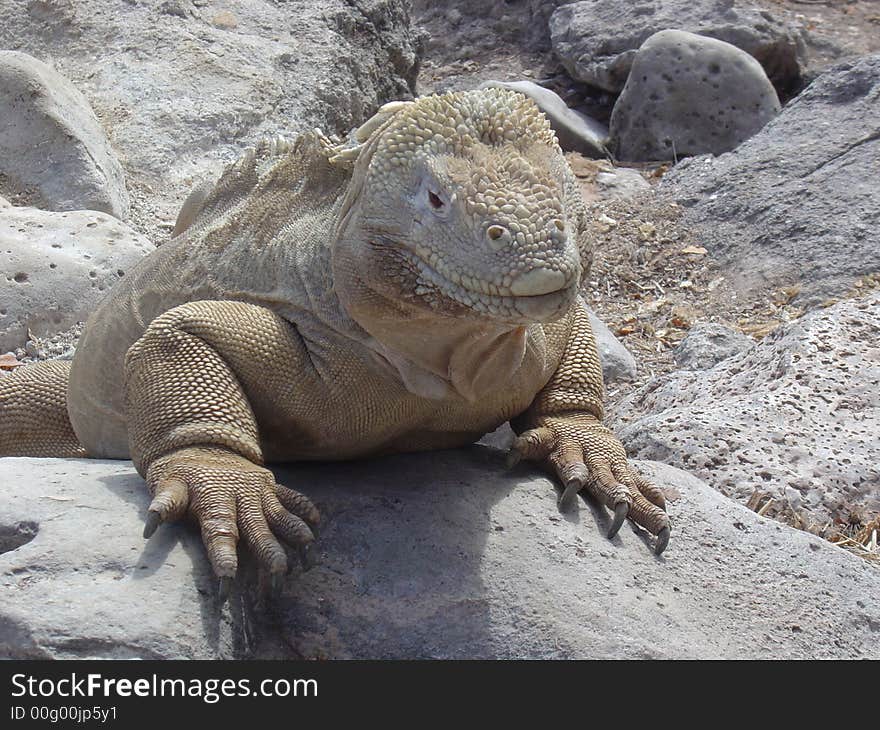 Iguana