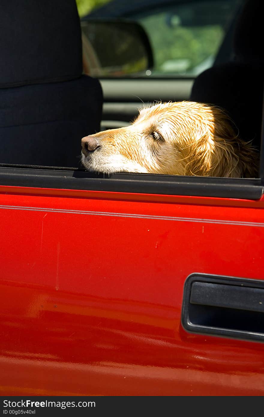 Shot of a resting dog in a red truck... leave a sleeping dog lie.