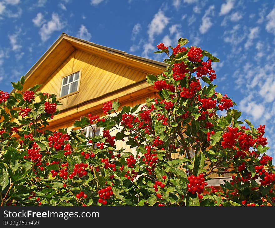 Snowball tree and country house on the sky background