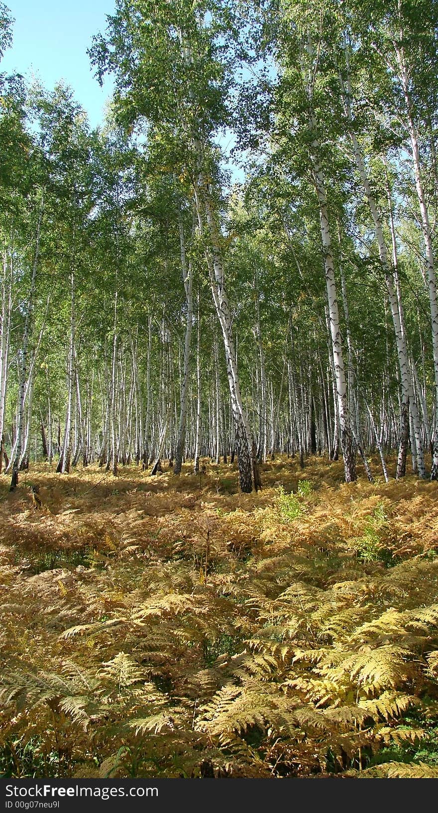 Vertical composition autumn woods in September. It is the mixed wood consisting of birches and other trees.