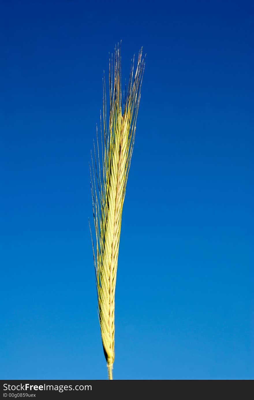 Ear Wheat