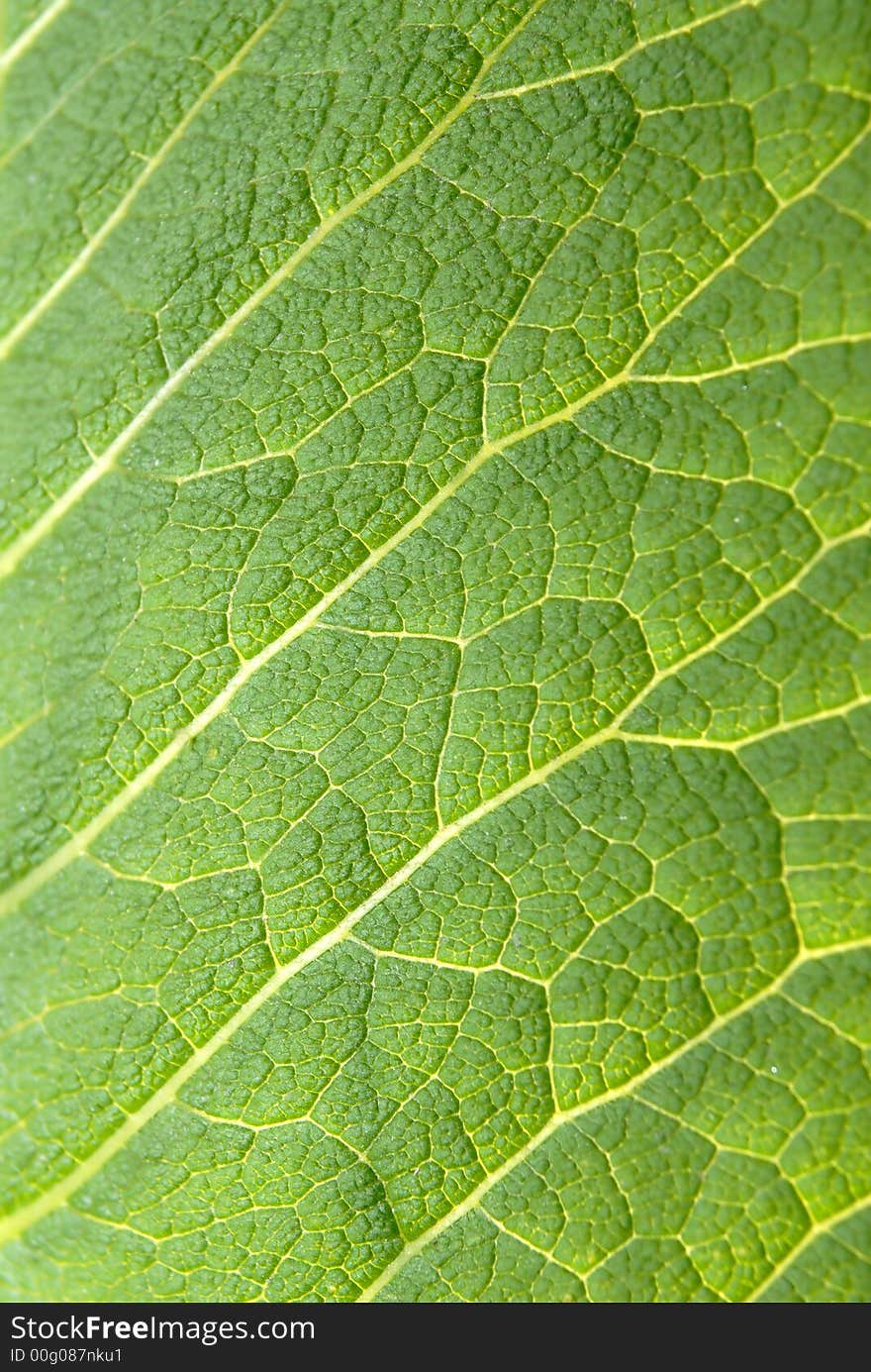 Sheet of  grapes covered by  sun,  close-up. Sheet of  grapes covered by  sun,  close-up