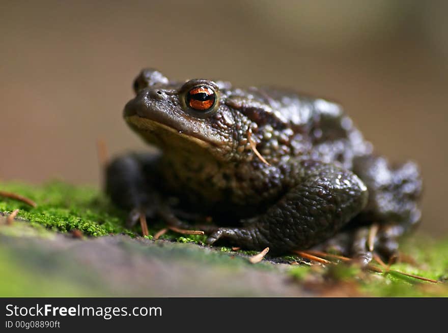 Frog - Bufo bufo sitting in the moss