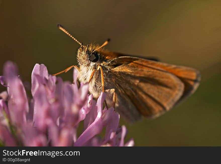 Skipper