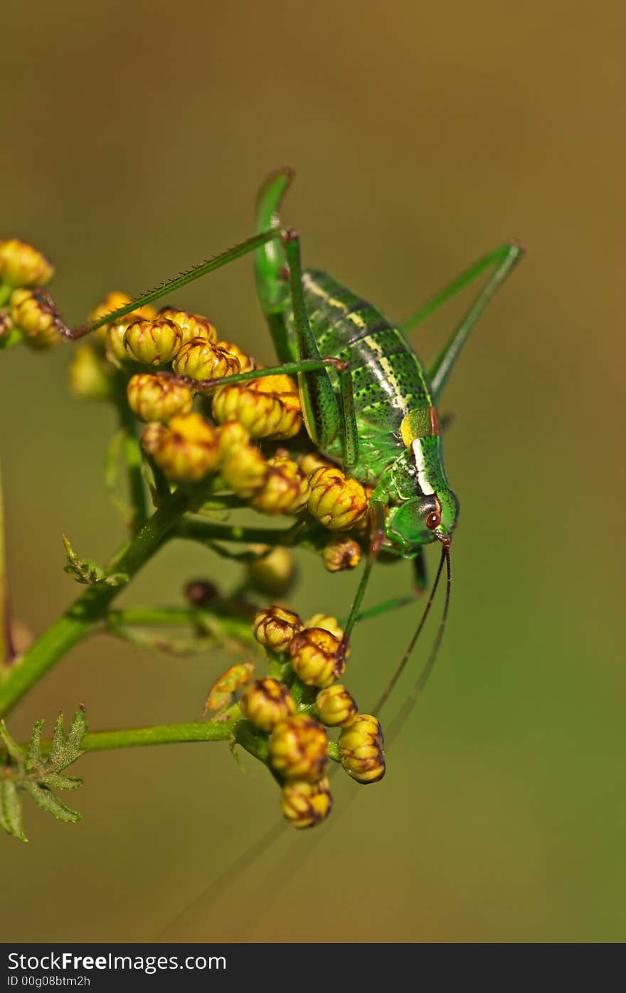 Grasshopper