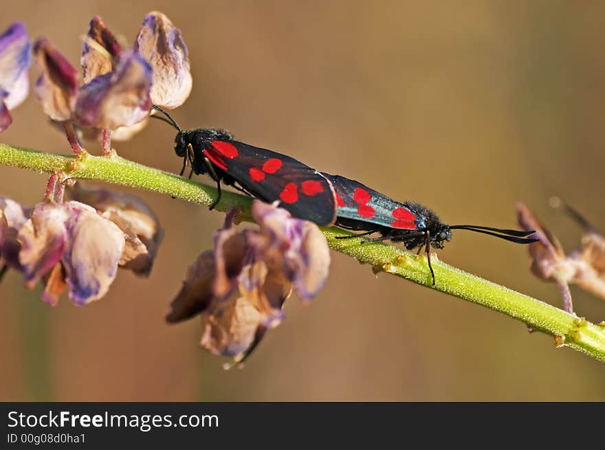 Six-spot Burnets