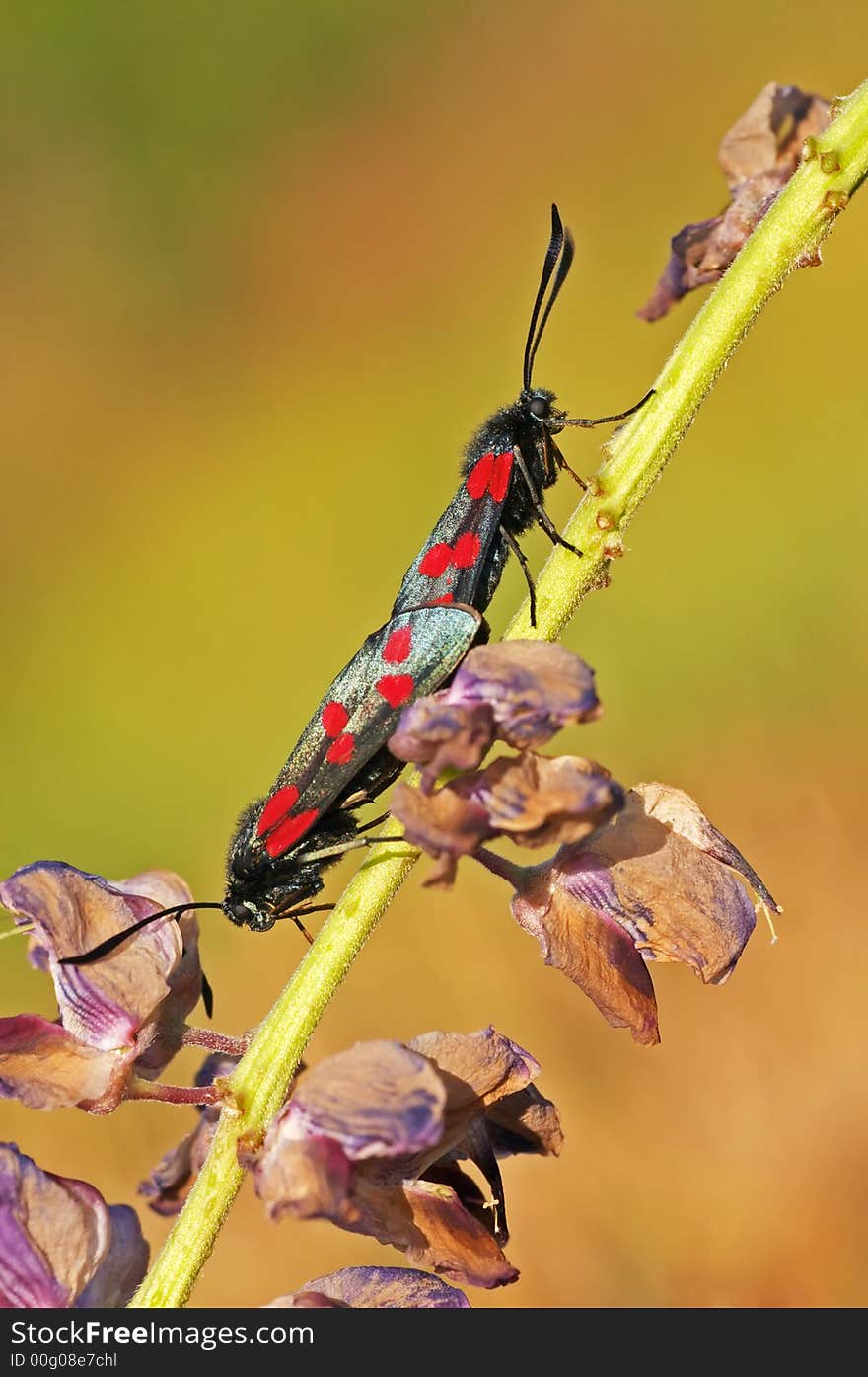 Six-spot Burnets