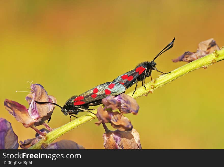 Six-spot Burnets