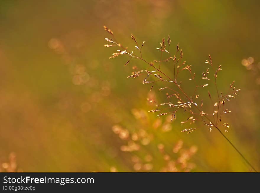 Closeup on grass