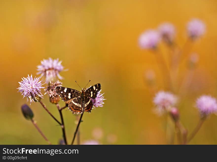 Map Butterfly. Araschnia levana. (Czech Republic)