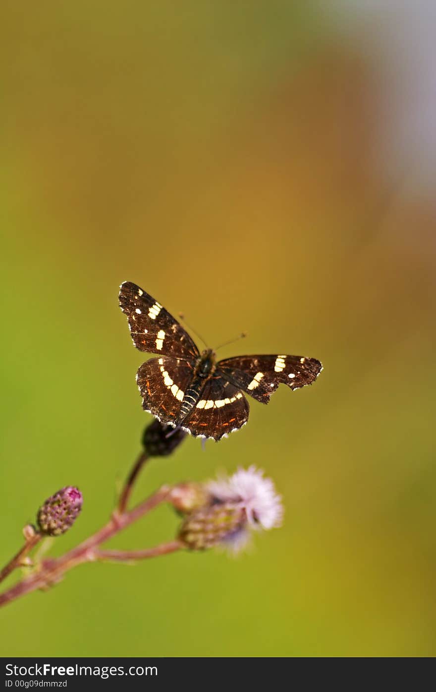 Map Butterfly. Araschnia levana. (Czech Republic)