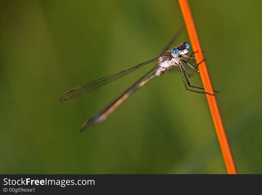 Dragonfly with big eyes on a plant