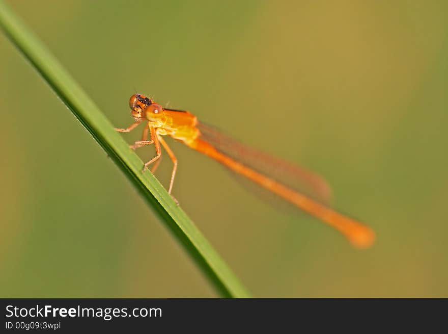 Orange dragonfly on a plant