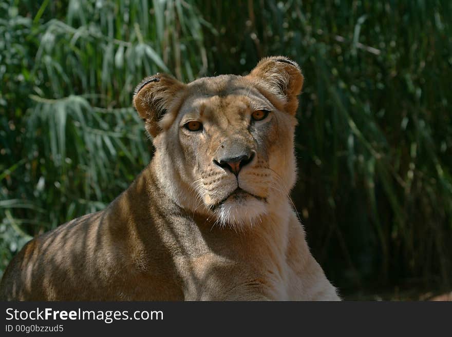 Female lion