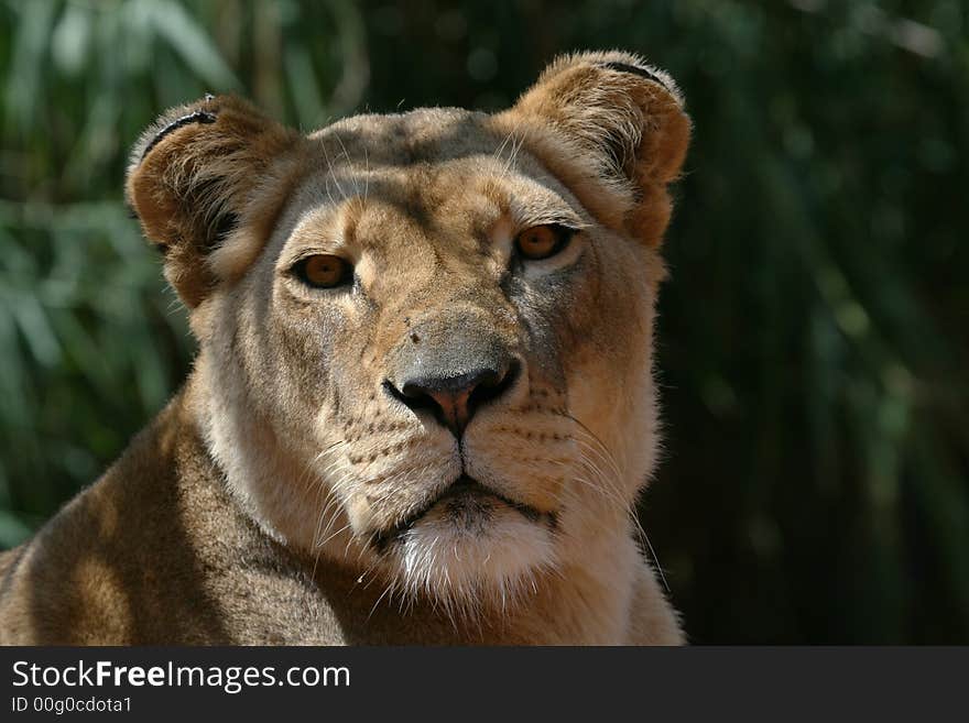 Female lion