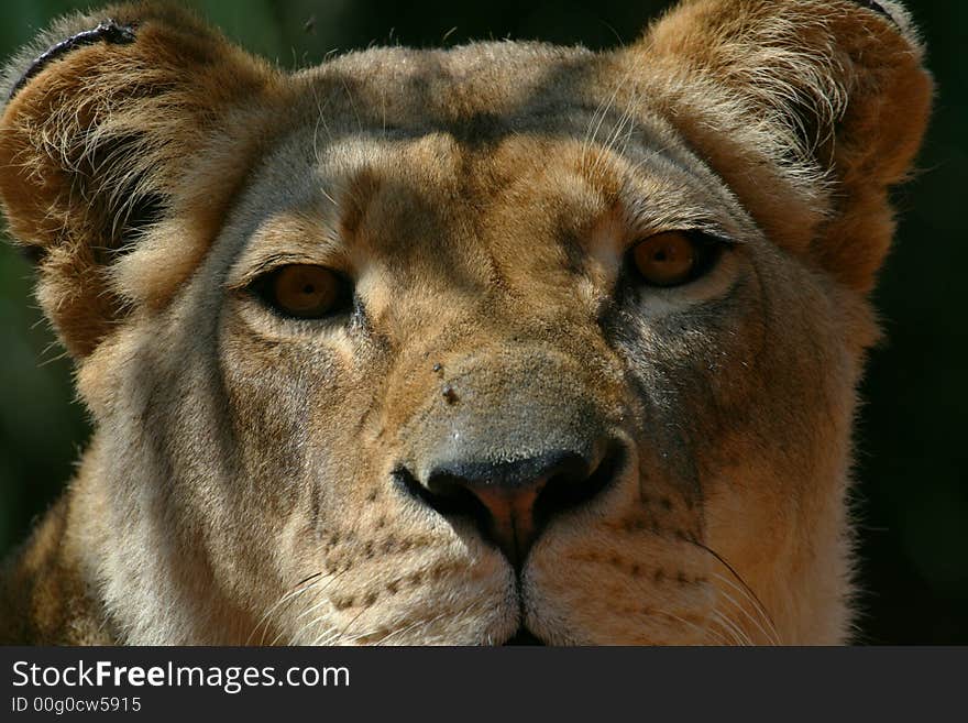 Lion head close up