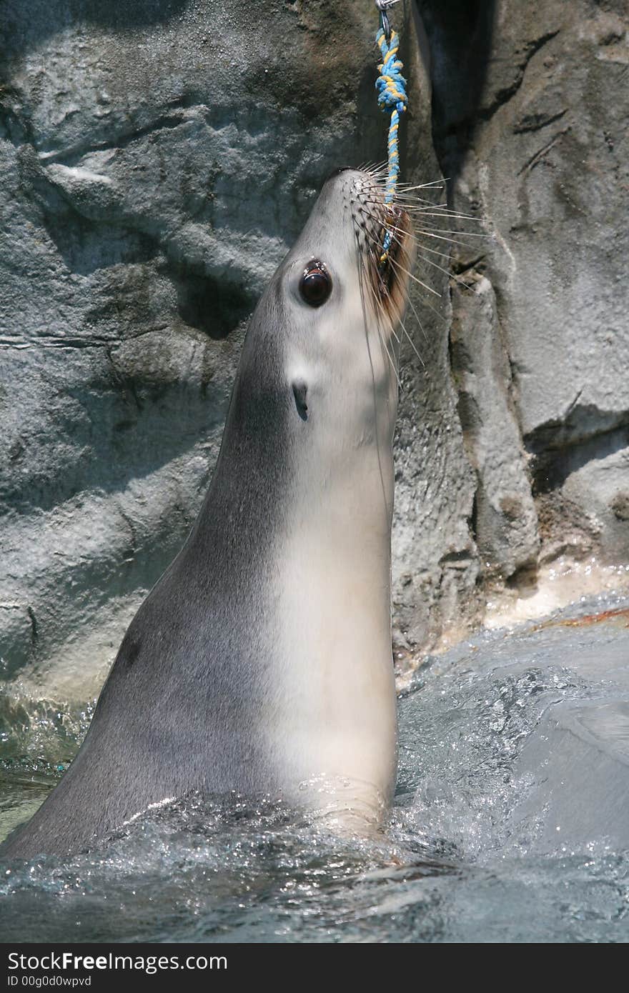 Seal Pulling On A Rope