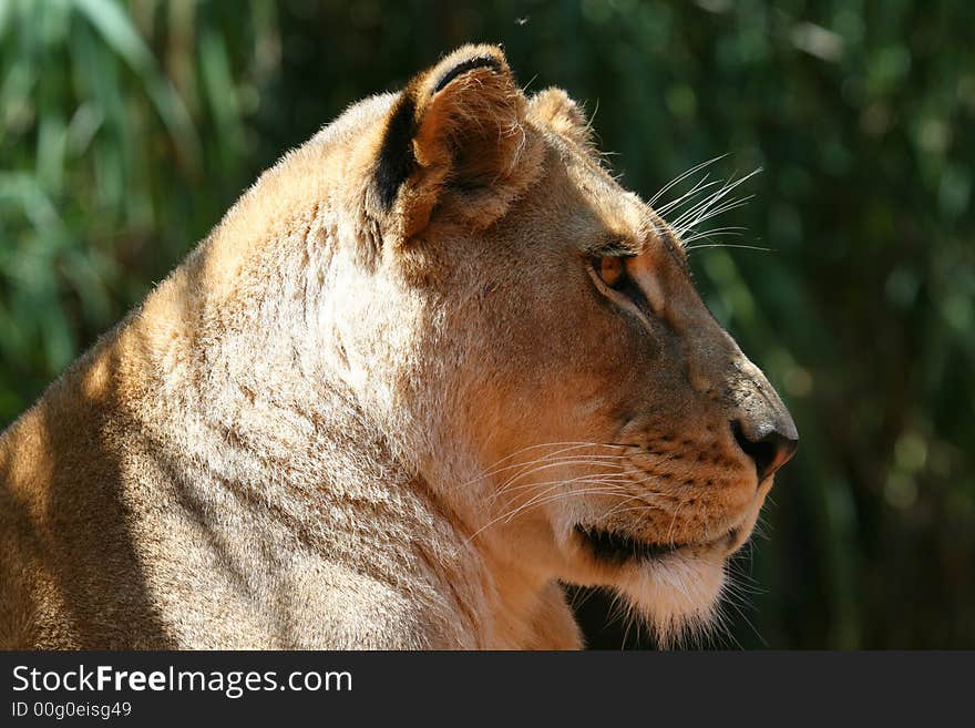 Female lion face from the side