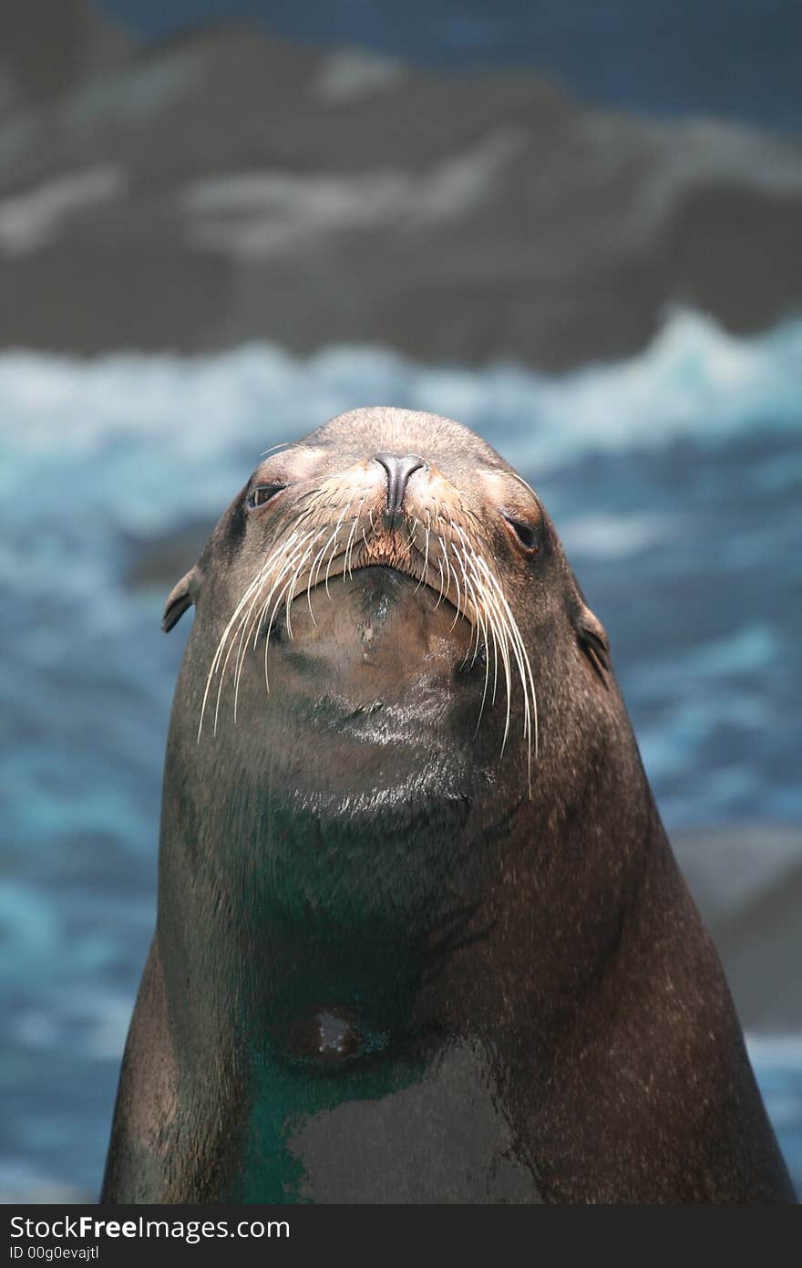 Seal Portrait