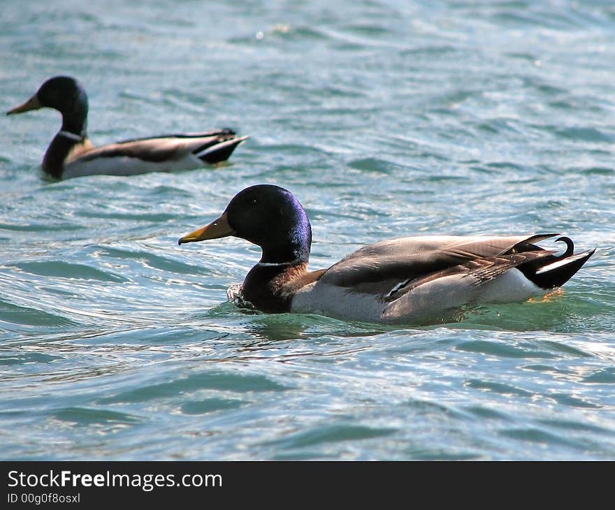 Swimming Ducks