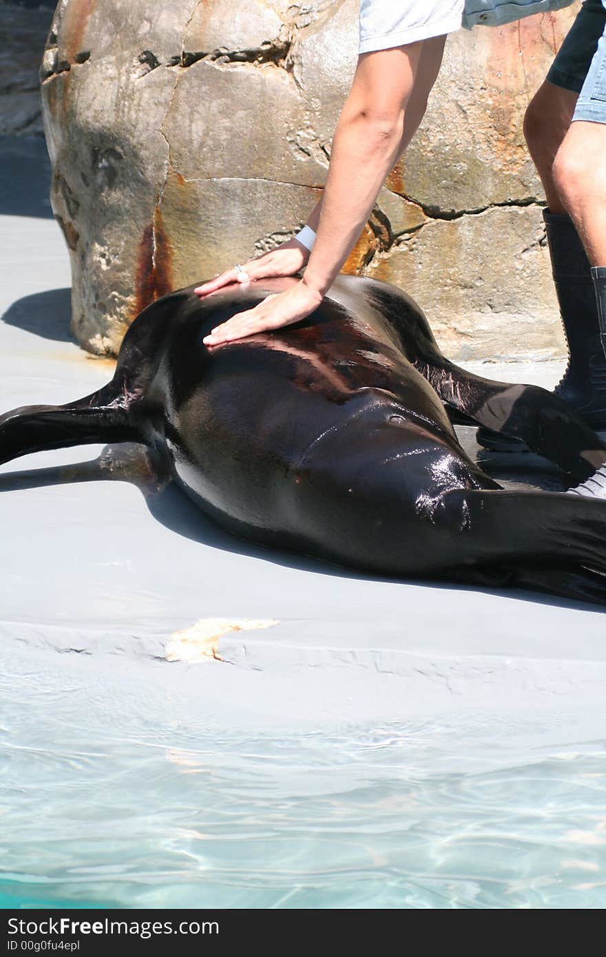 Doctor taking care of a seal. Doctor taking care of a seal