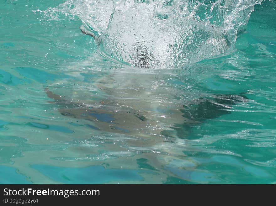 Seal Diving Underwater