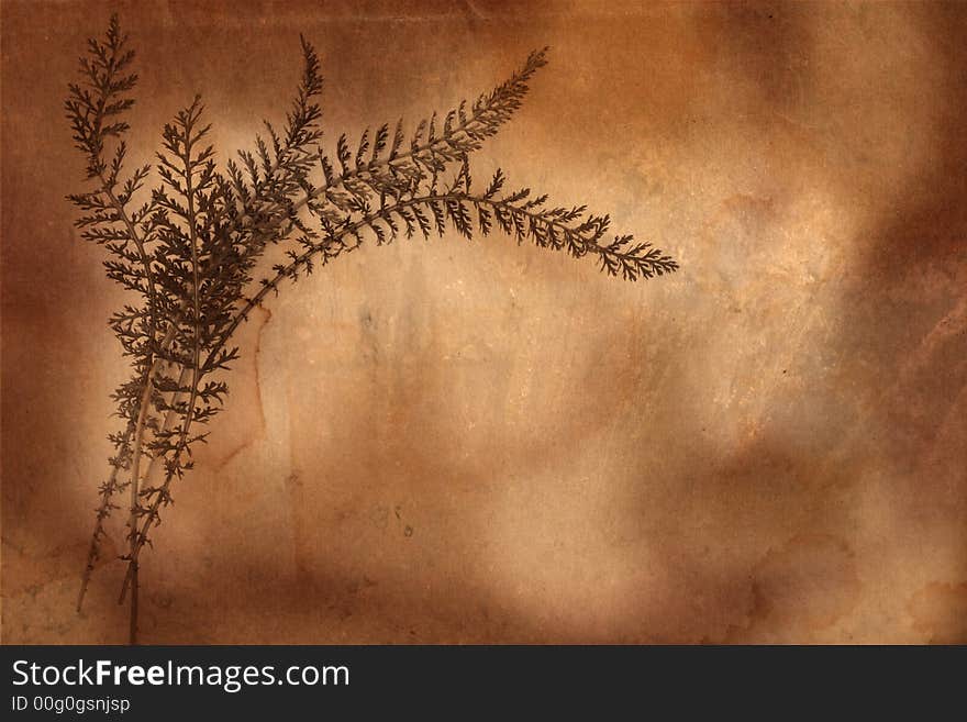 Old herbarium background