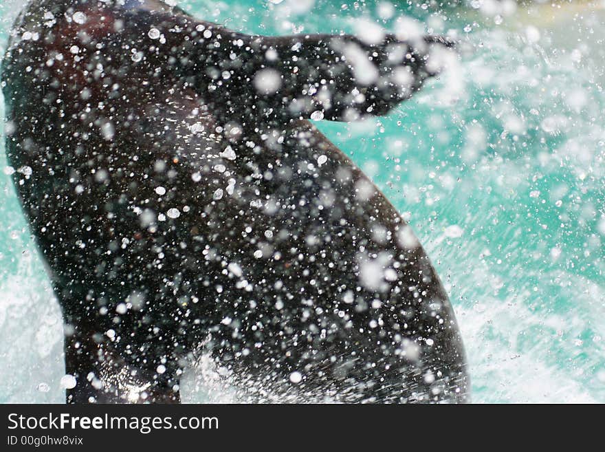 Splash of a seal