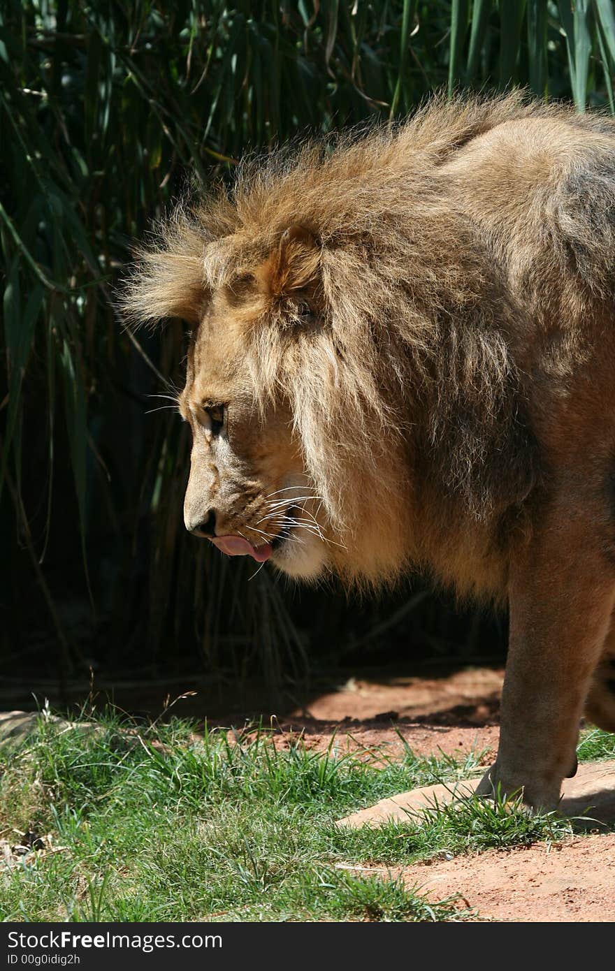 Male lion licking his lips with tongue