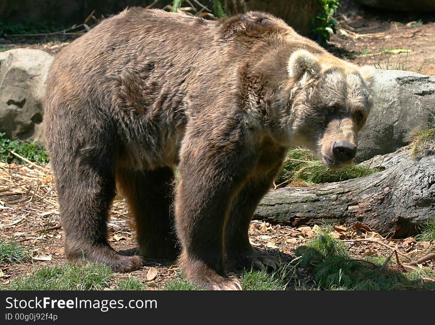 Male brown bear standing on ground