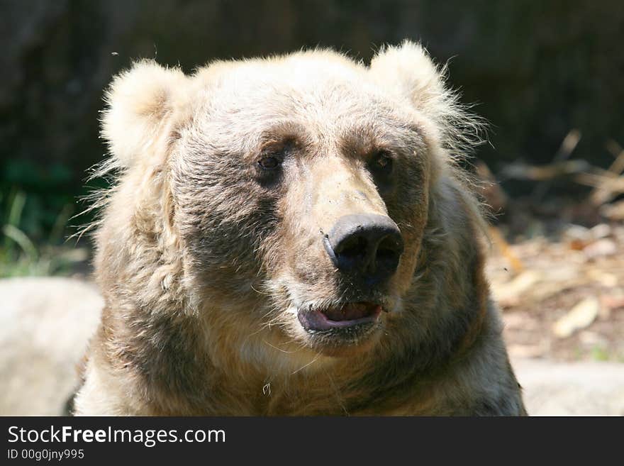 Male brown bear head close up. Male brown bear head close up