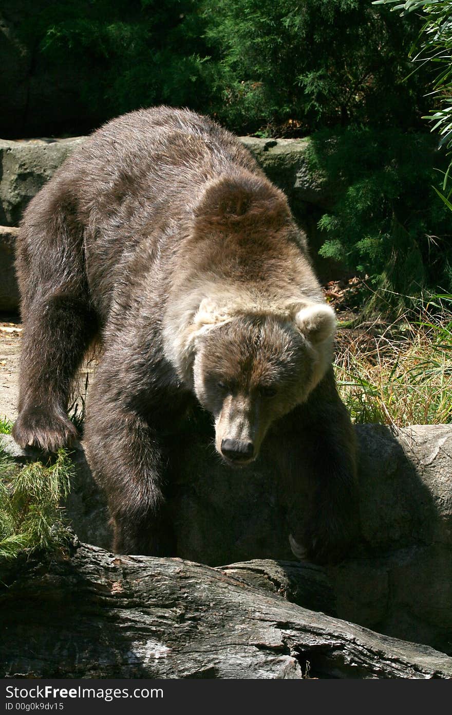 Brown bear jumping from rocks