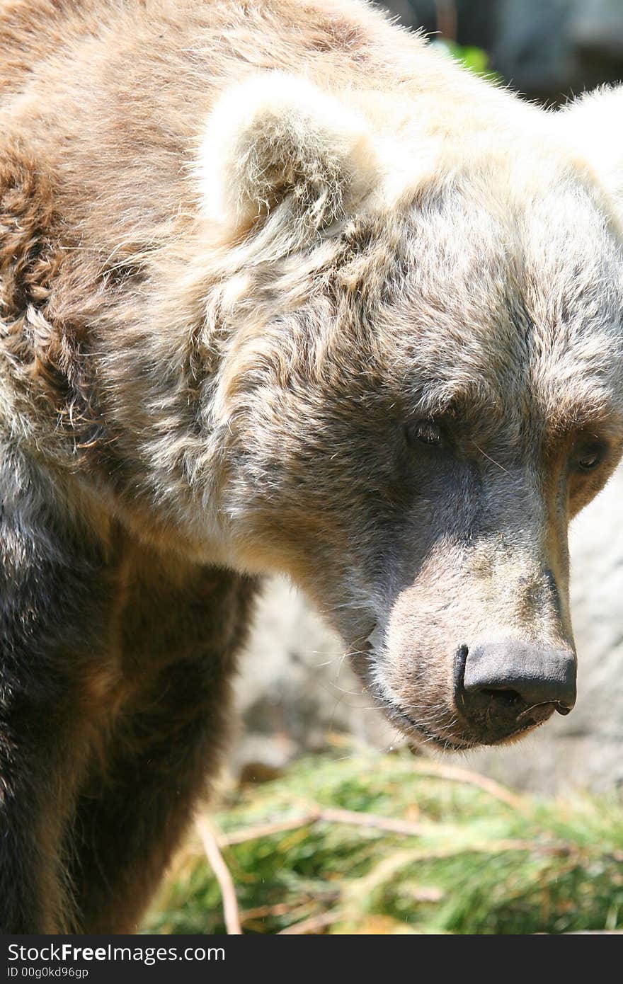 Male brown bear head  thinking. Male brown bear head  thinking