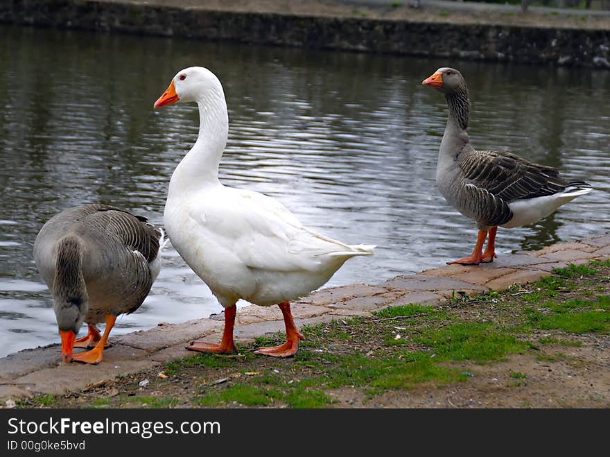 Three ducks inspecting the water and ready to take a plunge