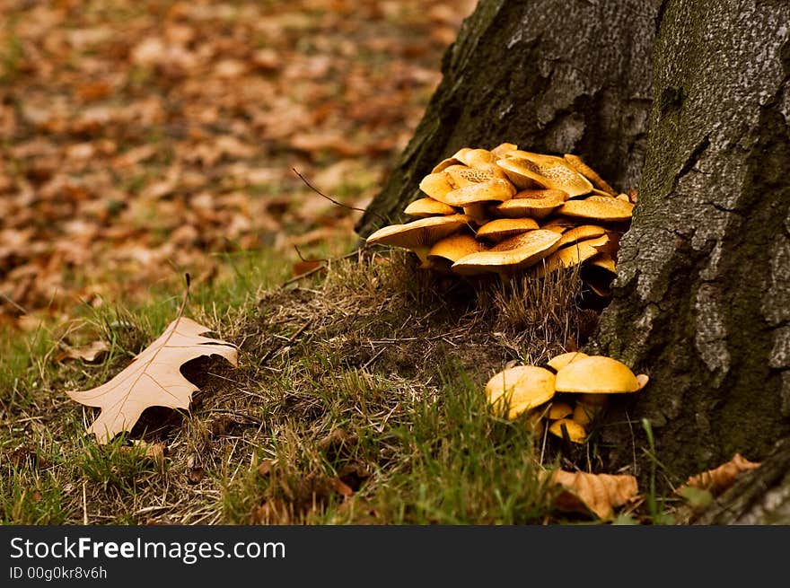 Mushrooms In The Forrest