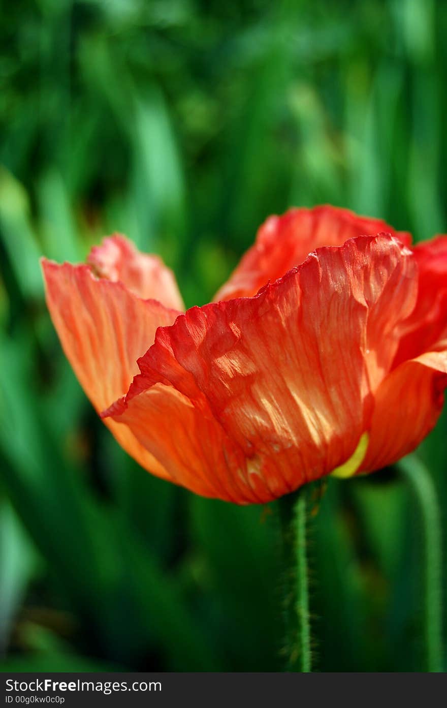 Bright orange and pink poppy with wrinkled petals