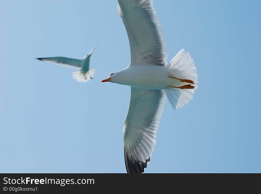 Seagulls