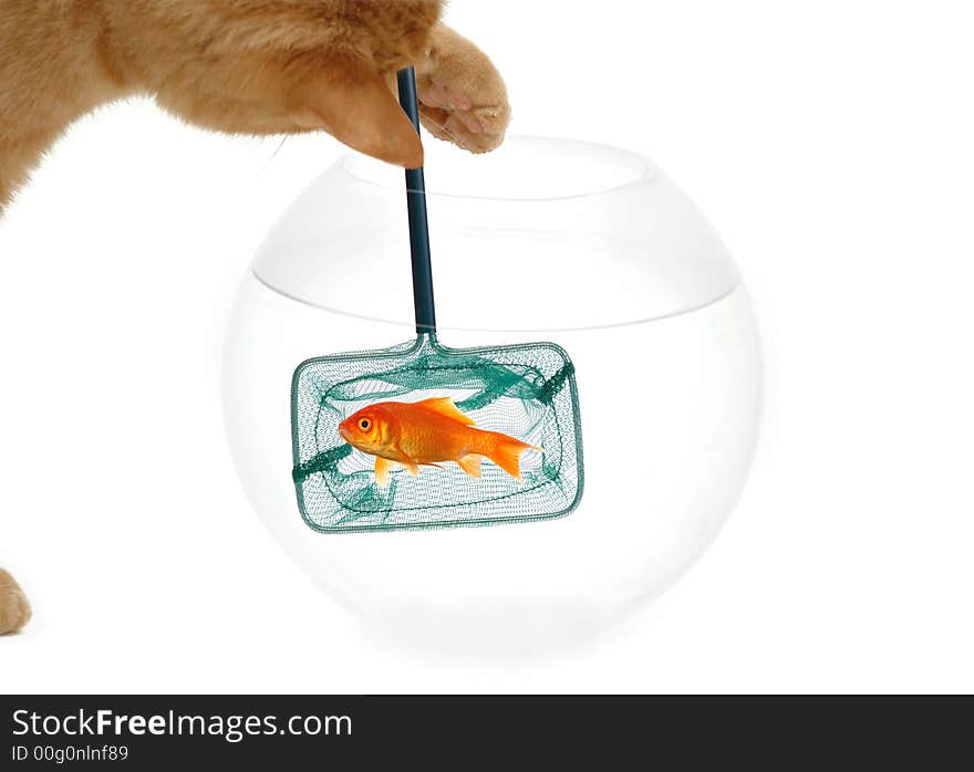 Cat And Fish