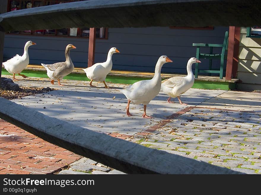 Five Geese Walking