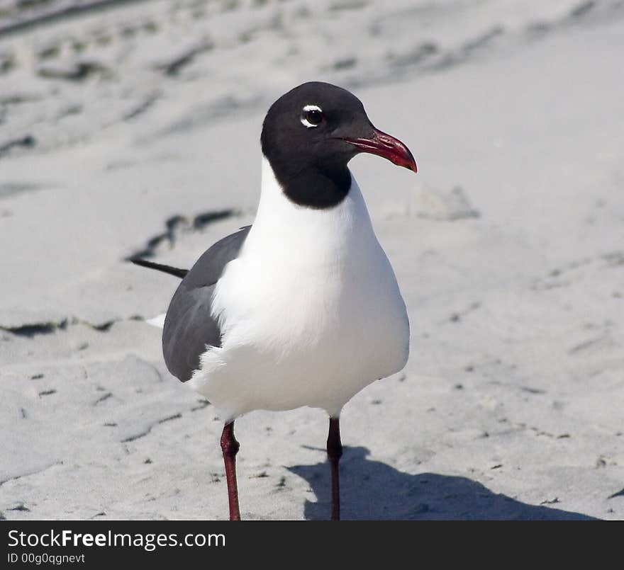 Laughing Gull