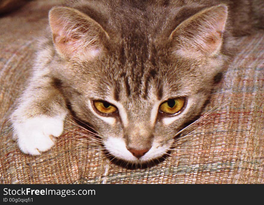 Close-up of tiger kitten, very cute with nice detail. Close-up of tiger kitten, very cute with nice detail.