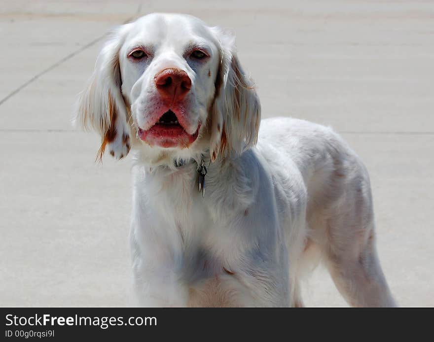 Beutiful, Yearling Setter