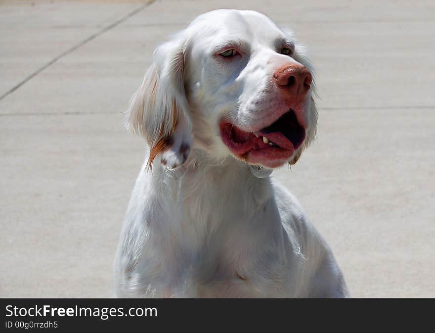 Close-up of a dog. Setter, mix, yearling with great detail and markings. Close-up of a dog. Setter, mix, yearling with great detail and markings.