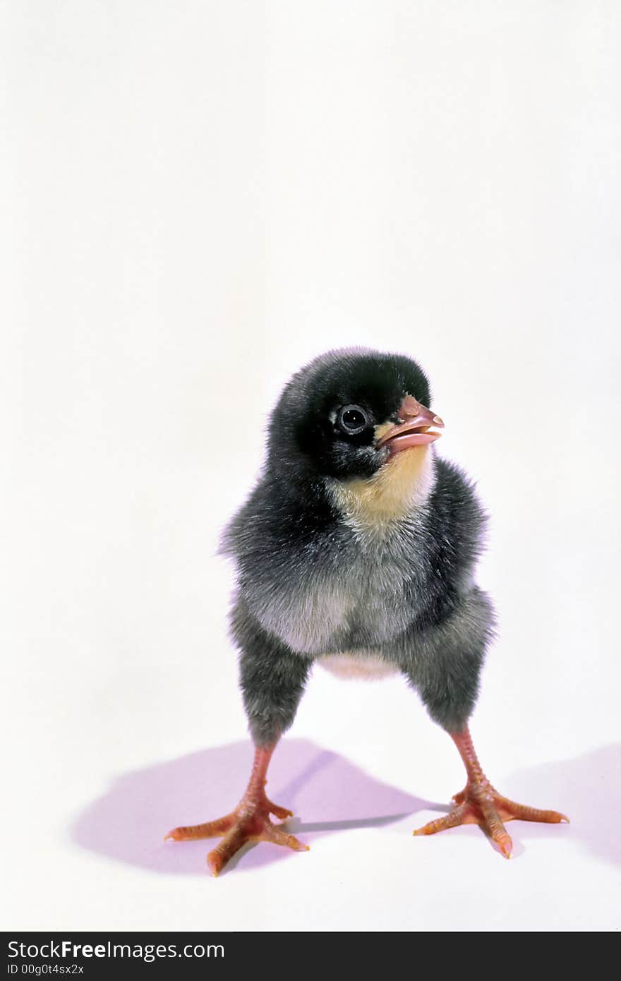 Chicken chicken of black color costs one on white background