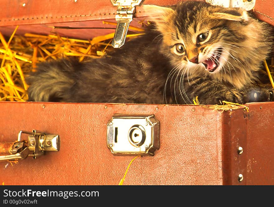 Domestic kitten leaves suitcase dissatisfied